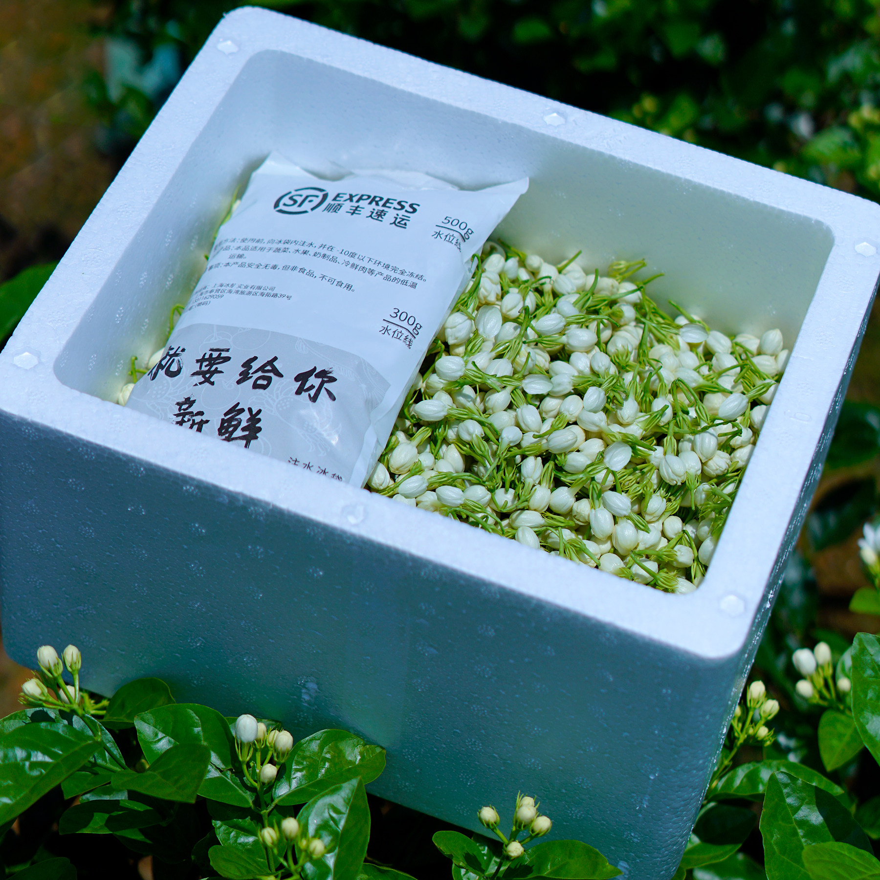 横县茉莉甄选农产