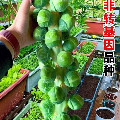 欣欣向荣种子铺
