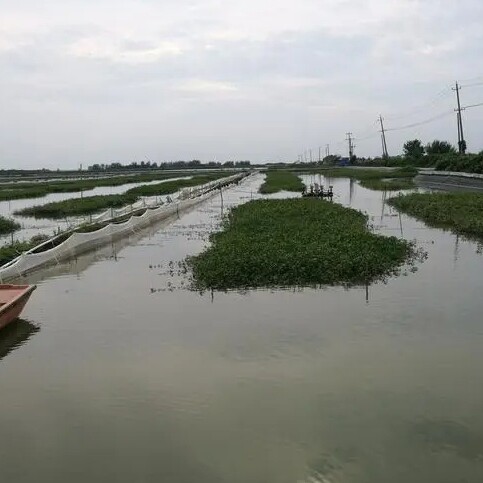 浦东蟋蟀养殖基地