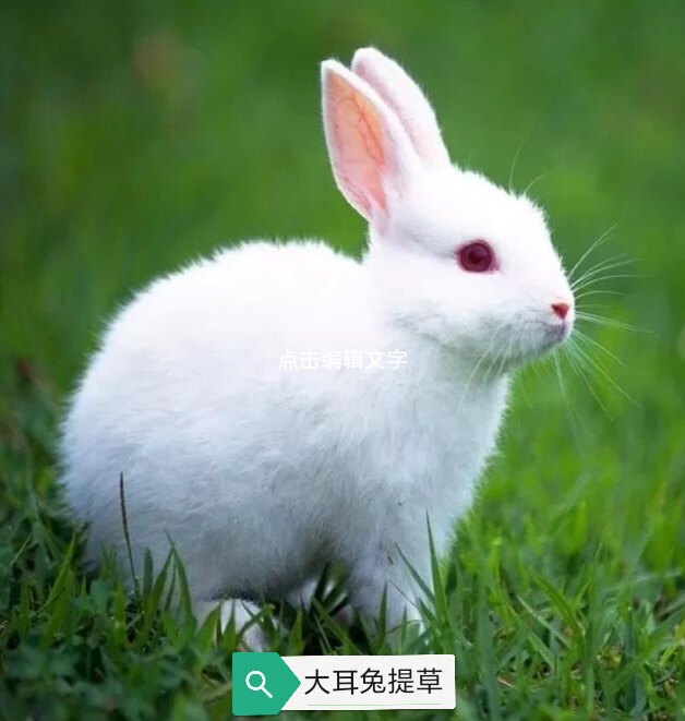 大耳兔提草