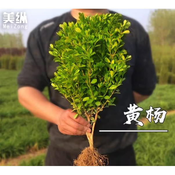 丰之成园林绿化有限公司企业店