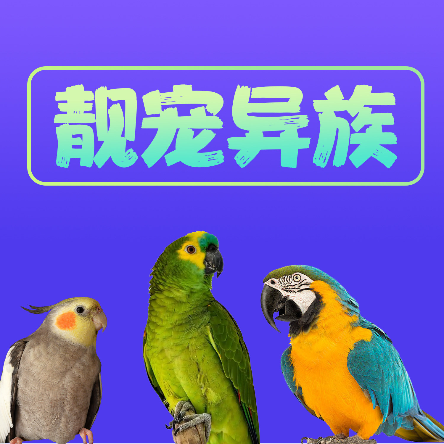靓宠异族旗舰店