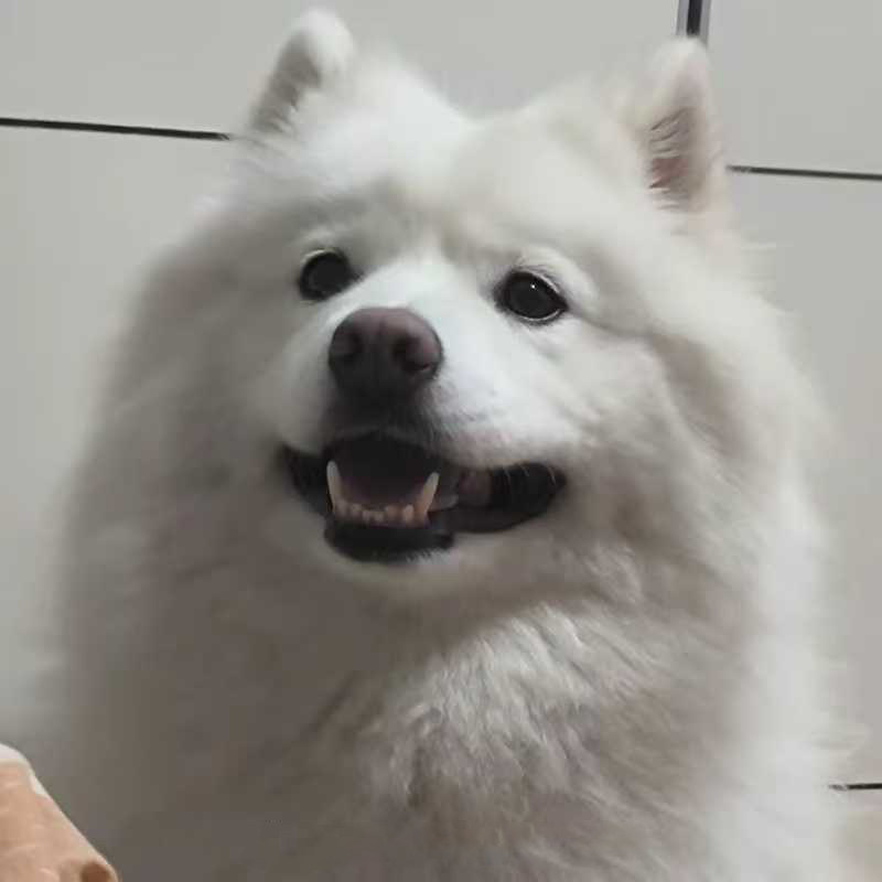 崝宠Pet Studio