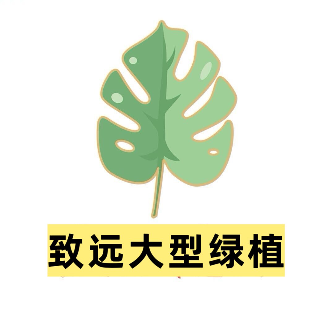 致远大型绿植