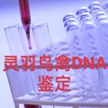 灵羽鸟禽DNA鉴定 店铺LOGO