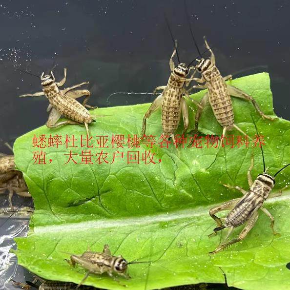 活体饲料养殖农户回收销售 店铺LOGO