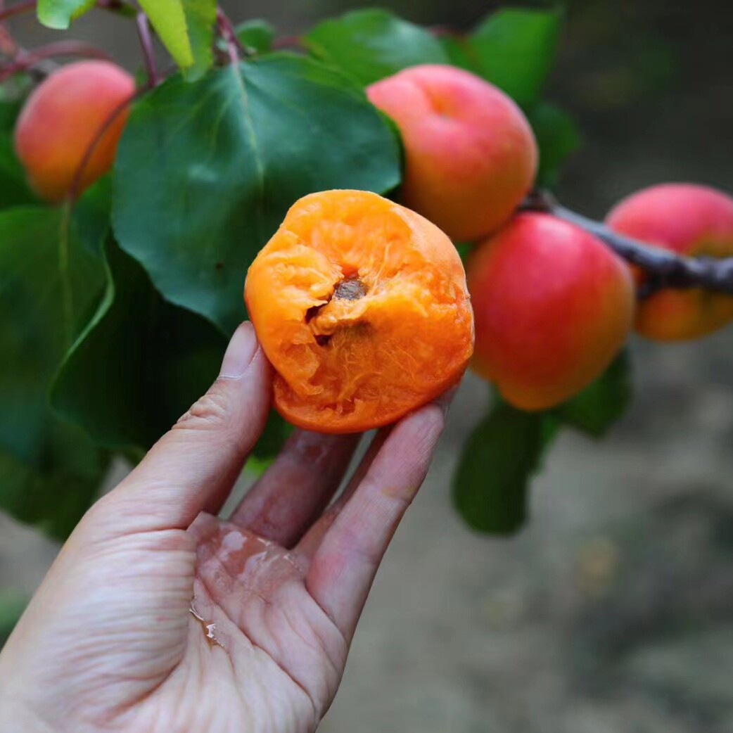 正宗崂山蜜杏基地直发