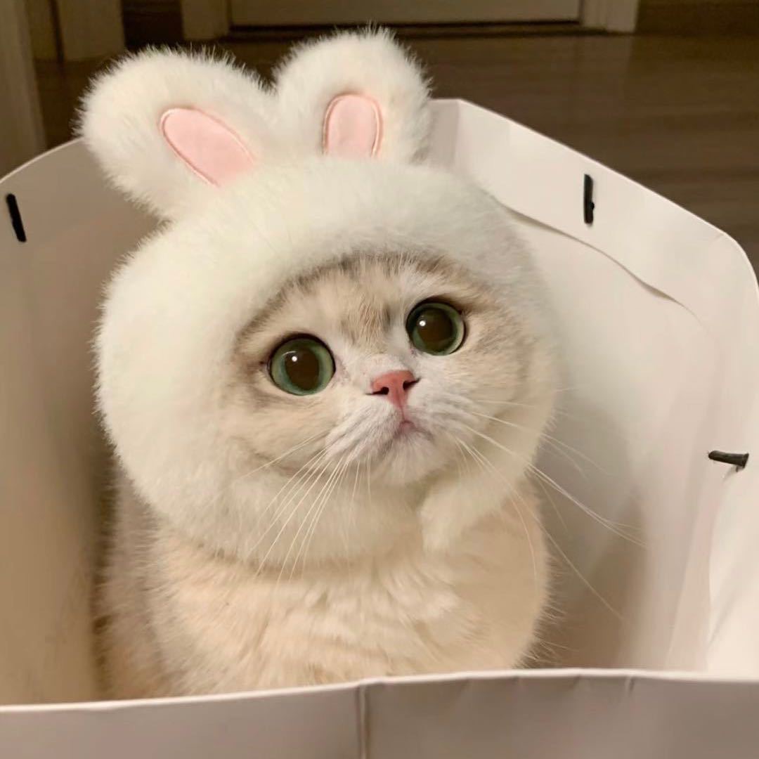 大锤猫舍金渐层矮脚