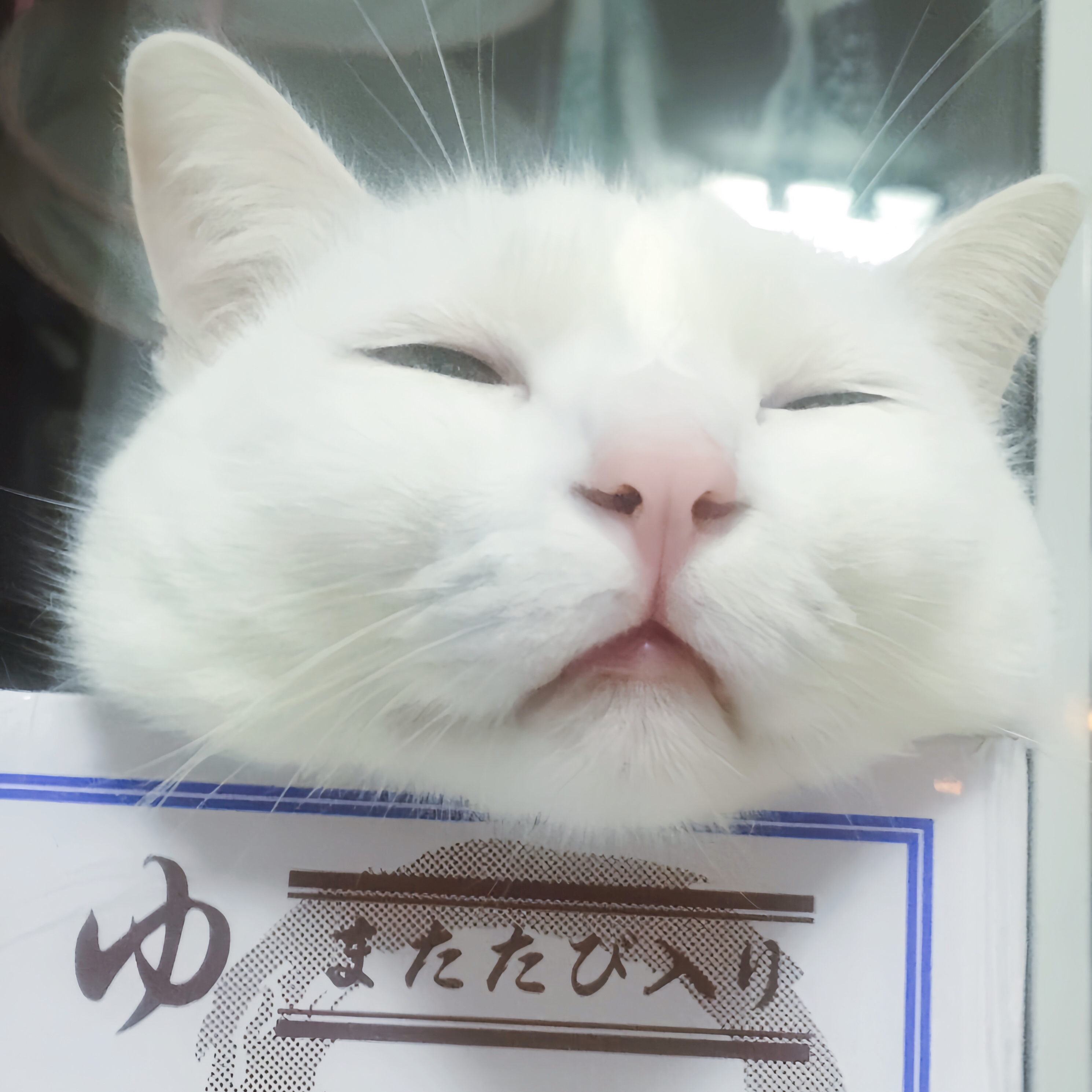 蒜蒜是只猫