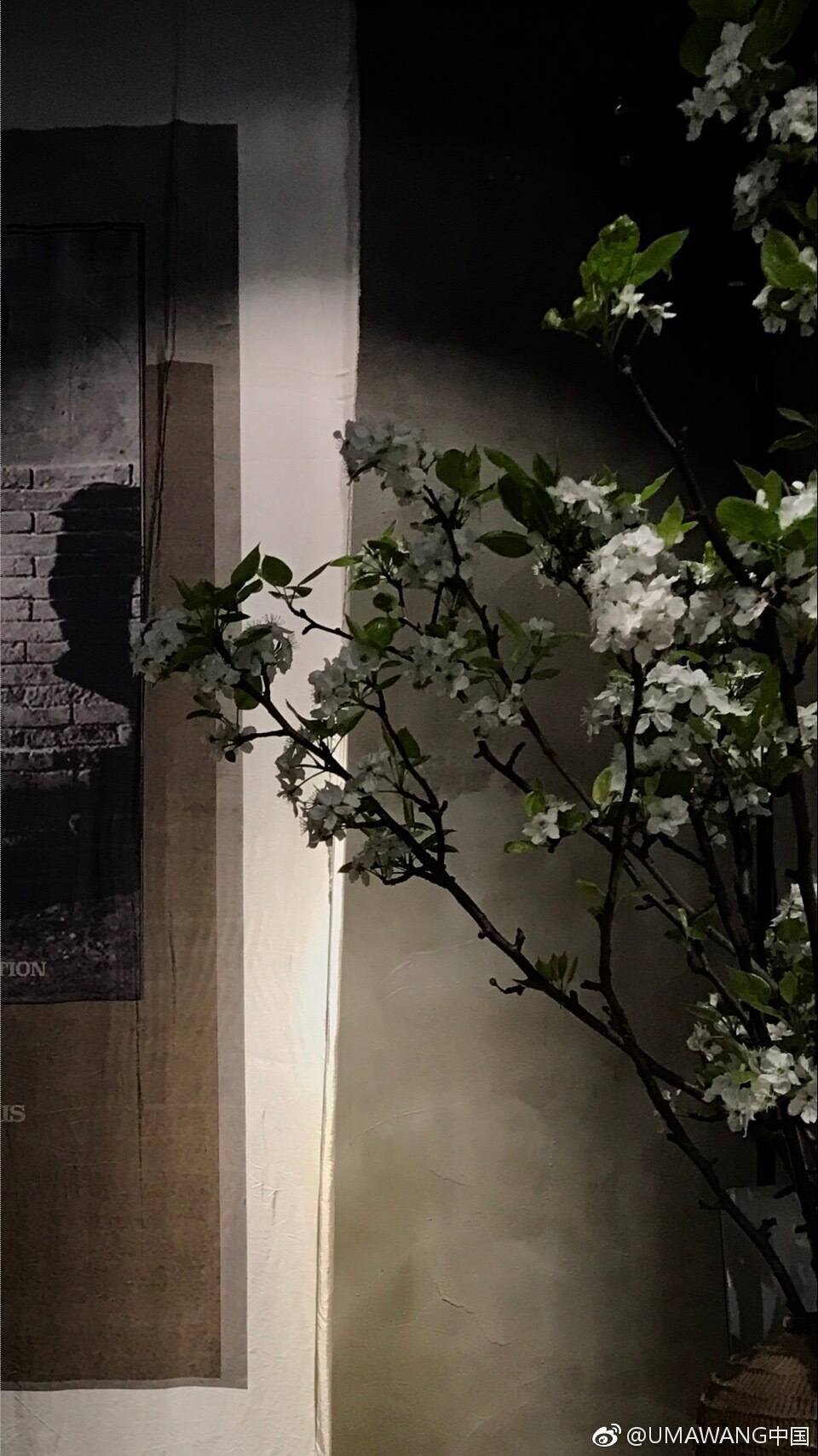 o9花蛋 店铺LOGO