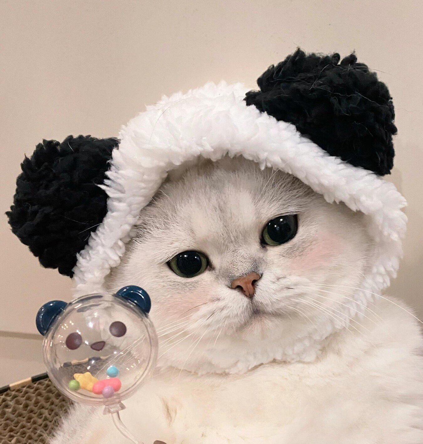 奶盖猫的美妆罐