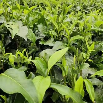 天韵红茶体验店