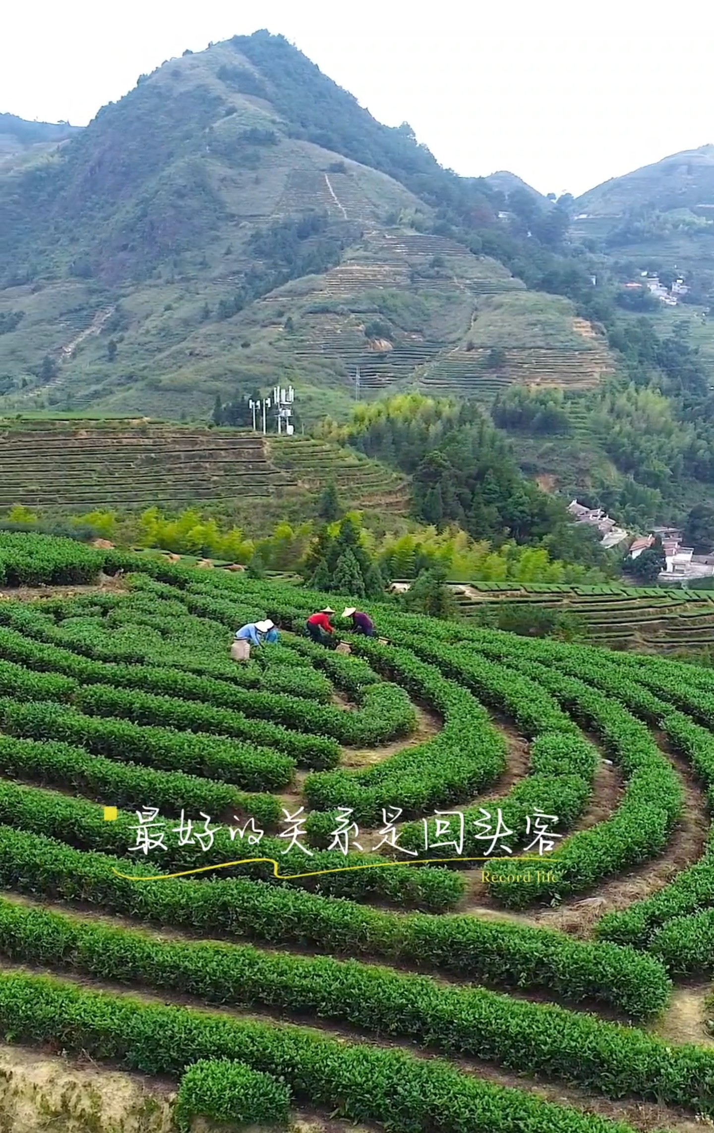 詹大师茶业批发