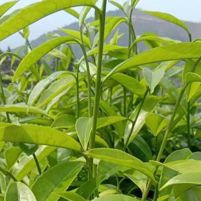 万里飘香生态茶叶园TEA