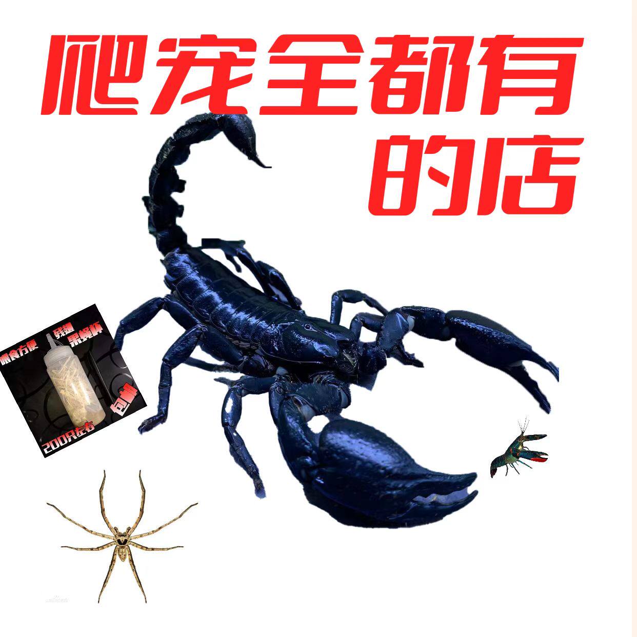 爬宠全都有的店