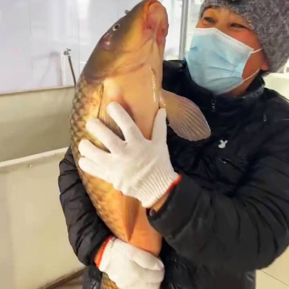 太阳姐江鱼