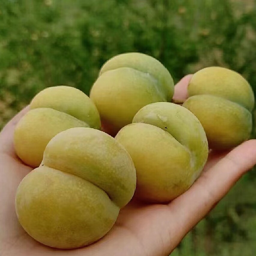 西妹子特色现摘水果