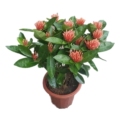 绿苗园