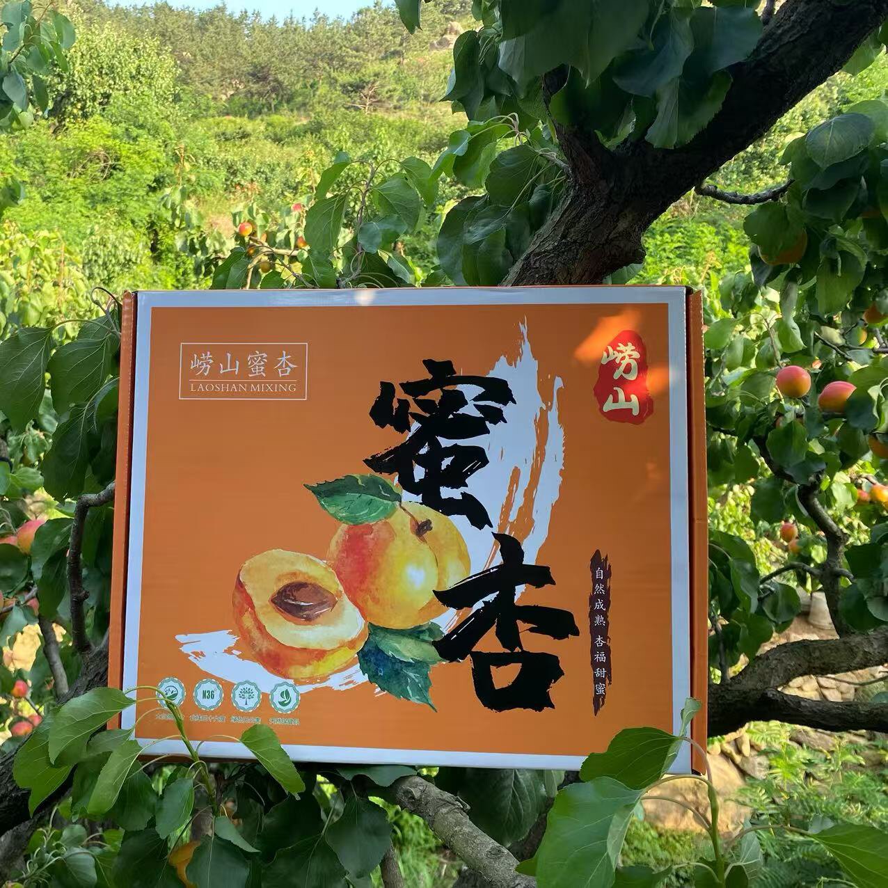青岛崂山蜜杏主营店