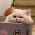 宠小迪