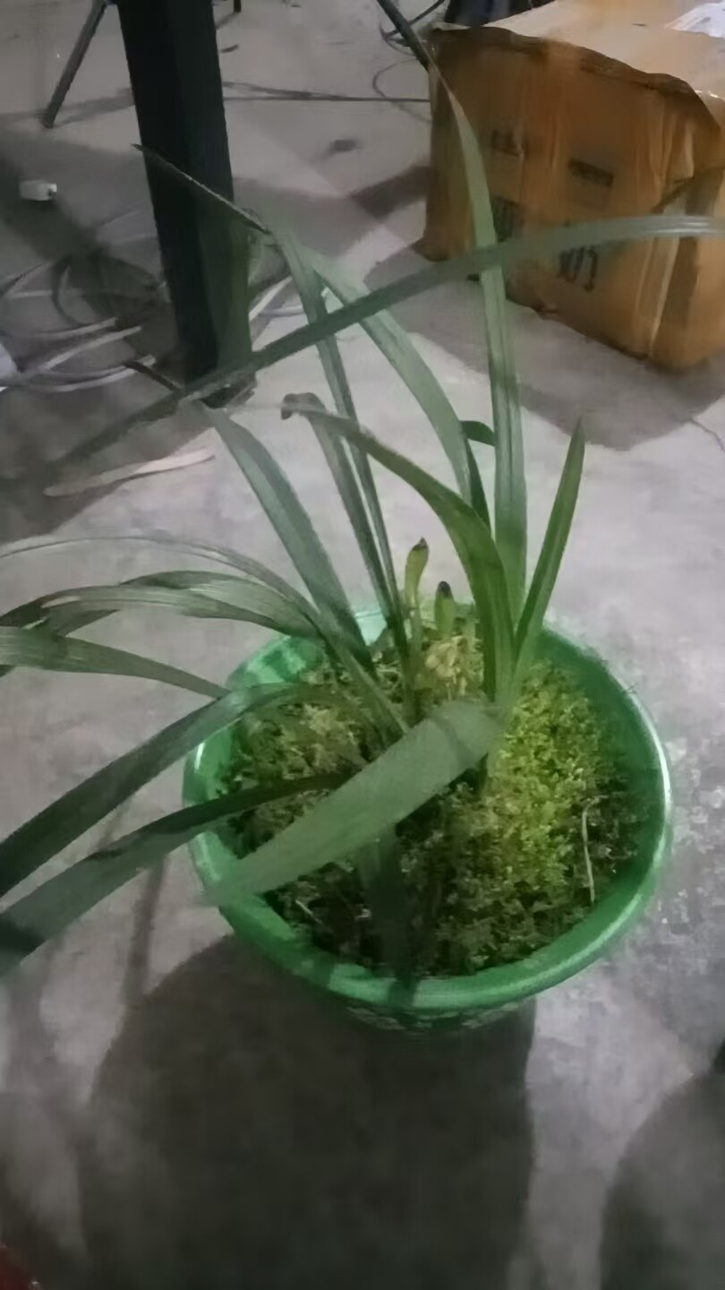 贵州特产野生中草药