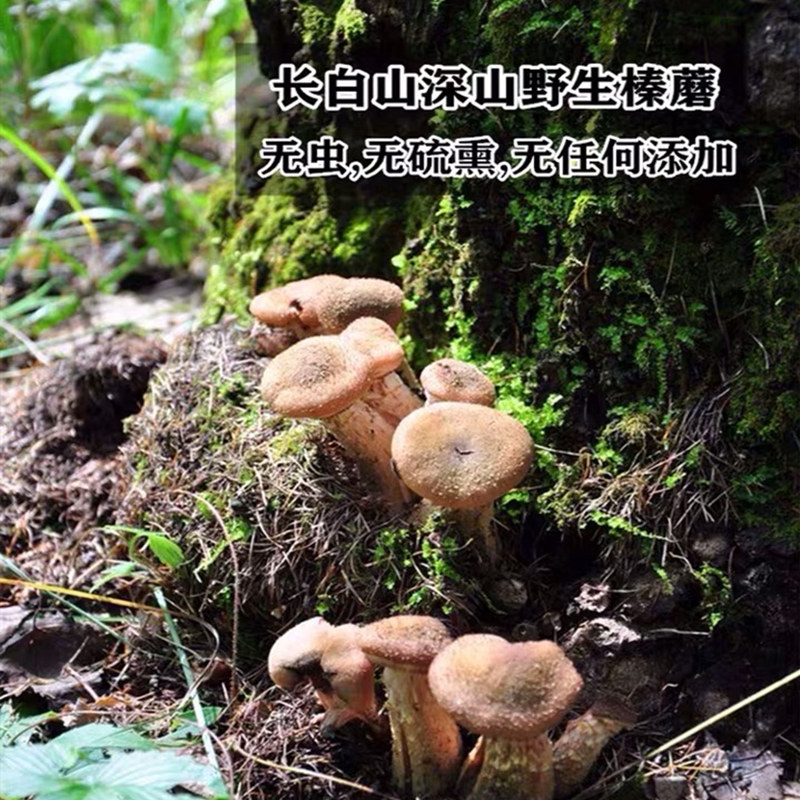 金蛟优选