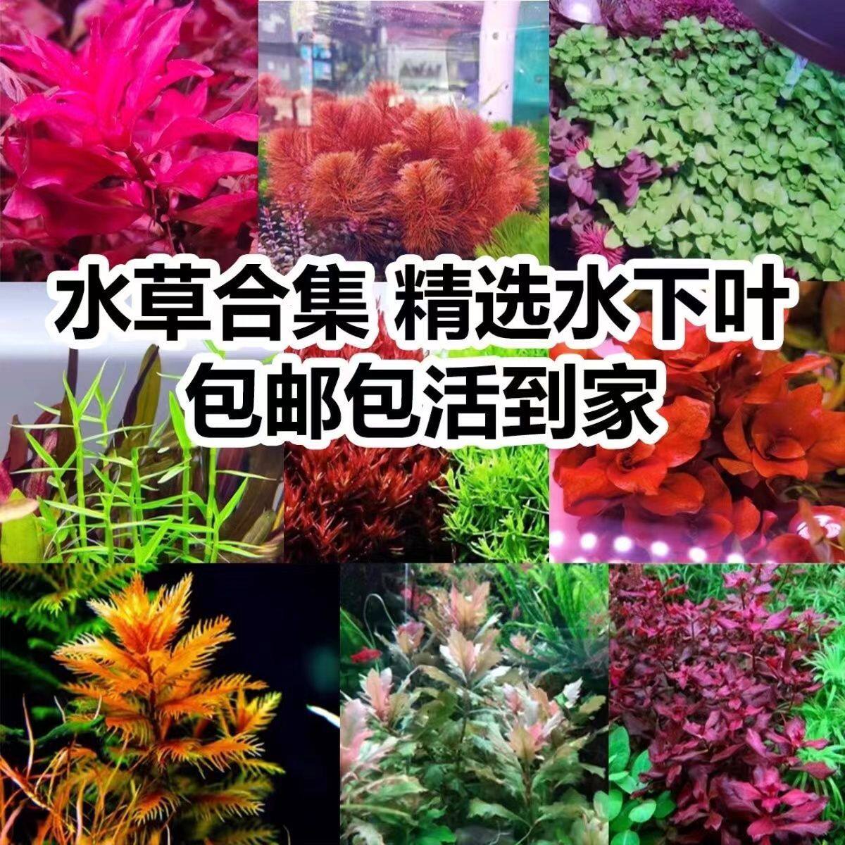 优美乐水族造景