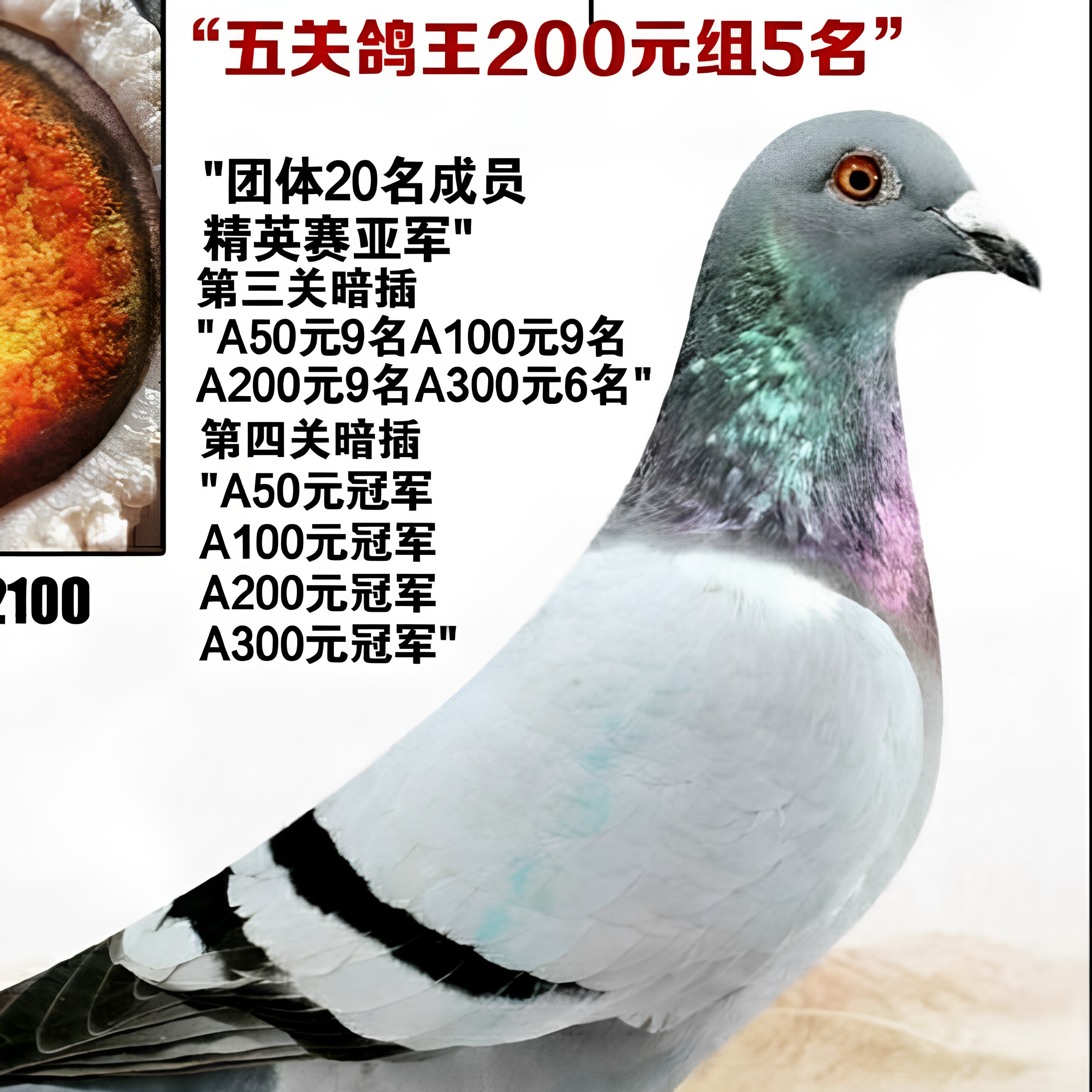 精英赛鸽用品
