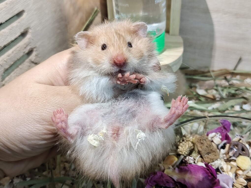 安安与熊熊