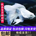 优乐智蝴蝶鲤店