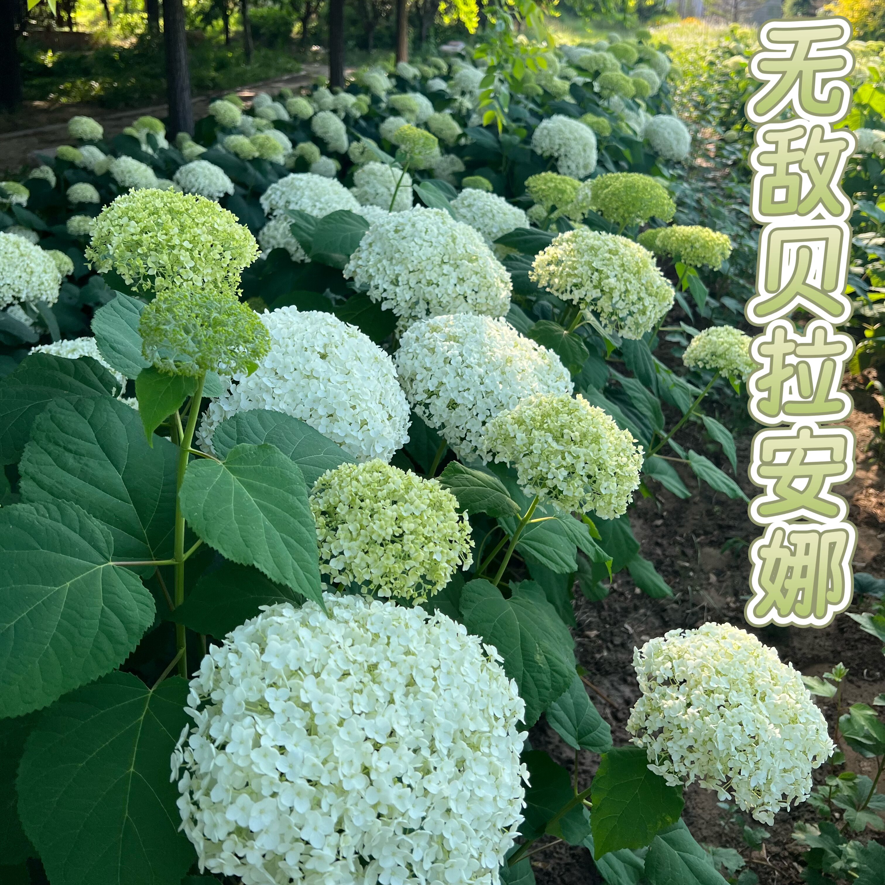 千园博翠绣球基地