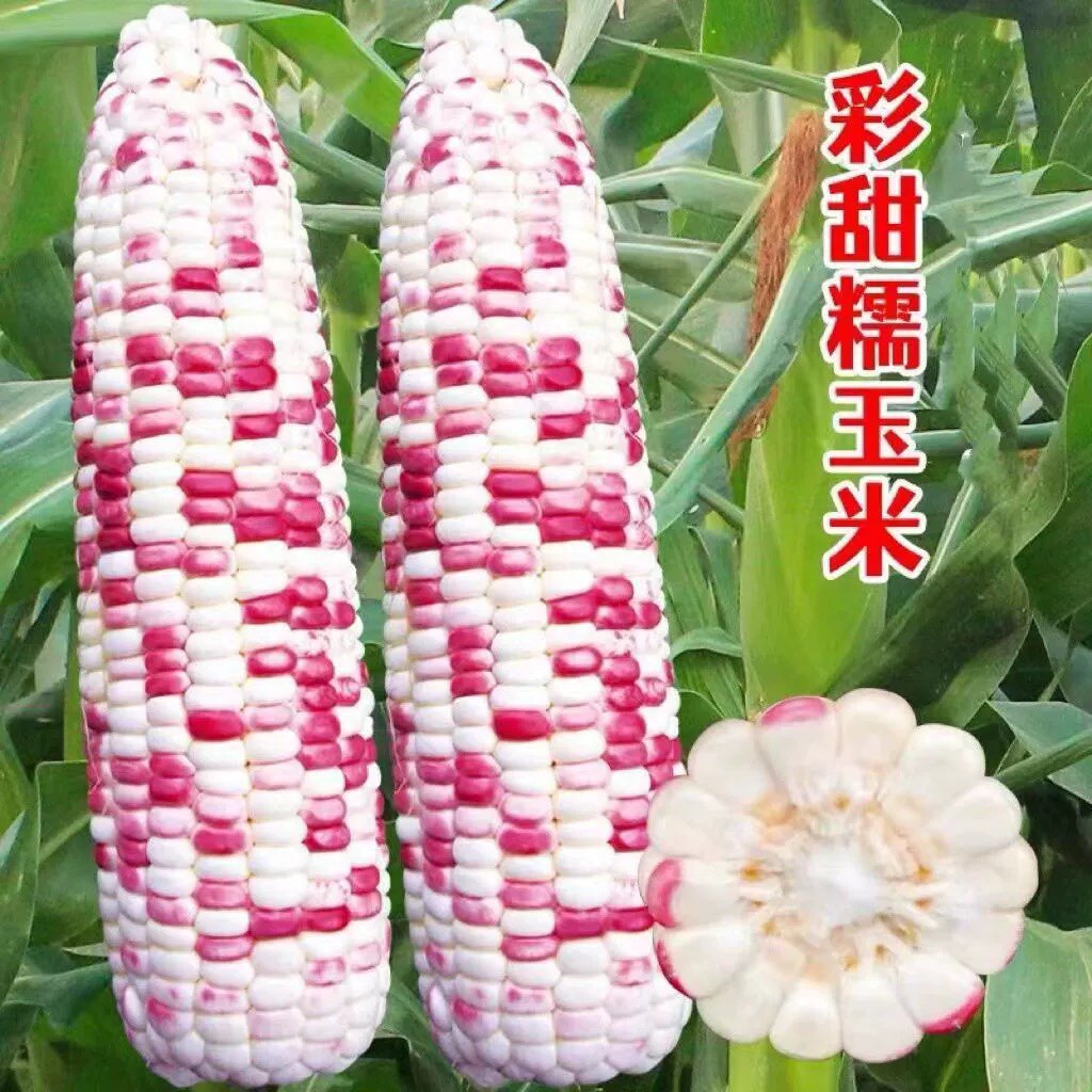 禾之源种业B 店铺LOGO