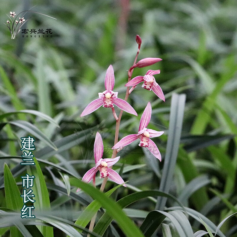 南靖宏兴花卉