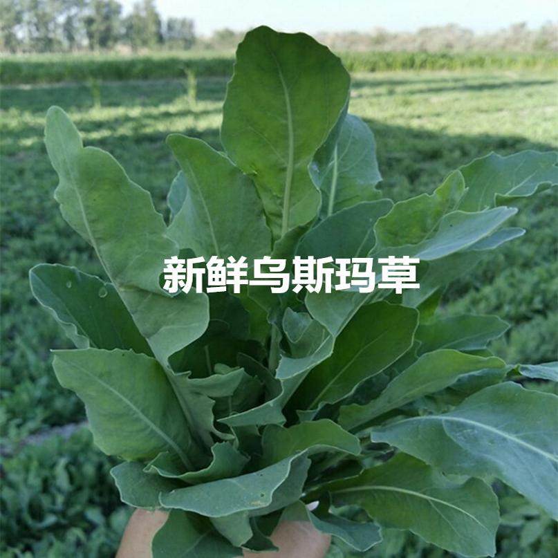 新疆乌斯玛草植物正品店