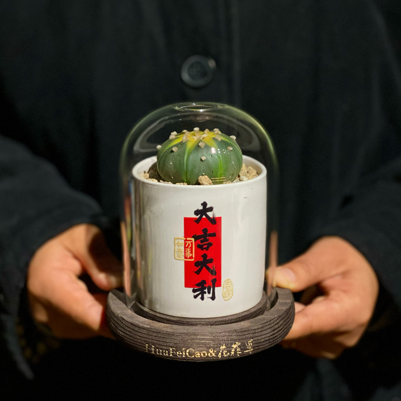 大猫园艺小店