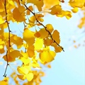 禾木花卉