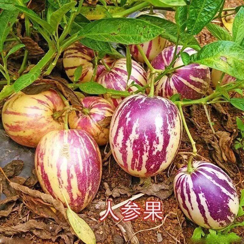 请到民勤种棵树沙漠蜜瓜人参果产地直发