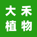 大禾仿真植物