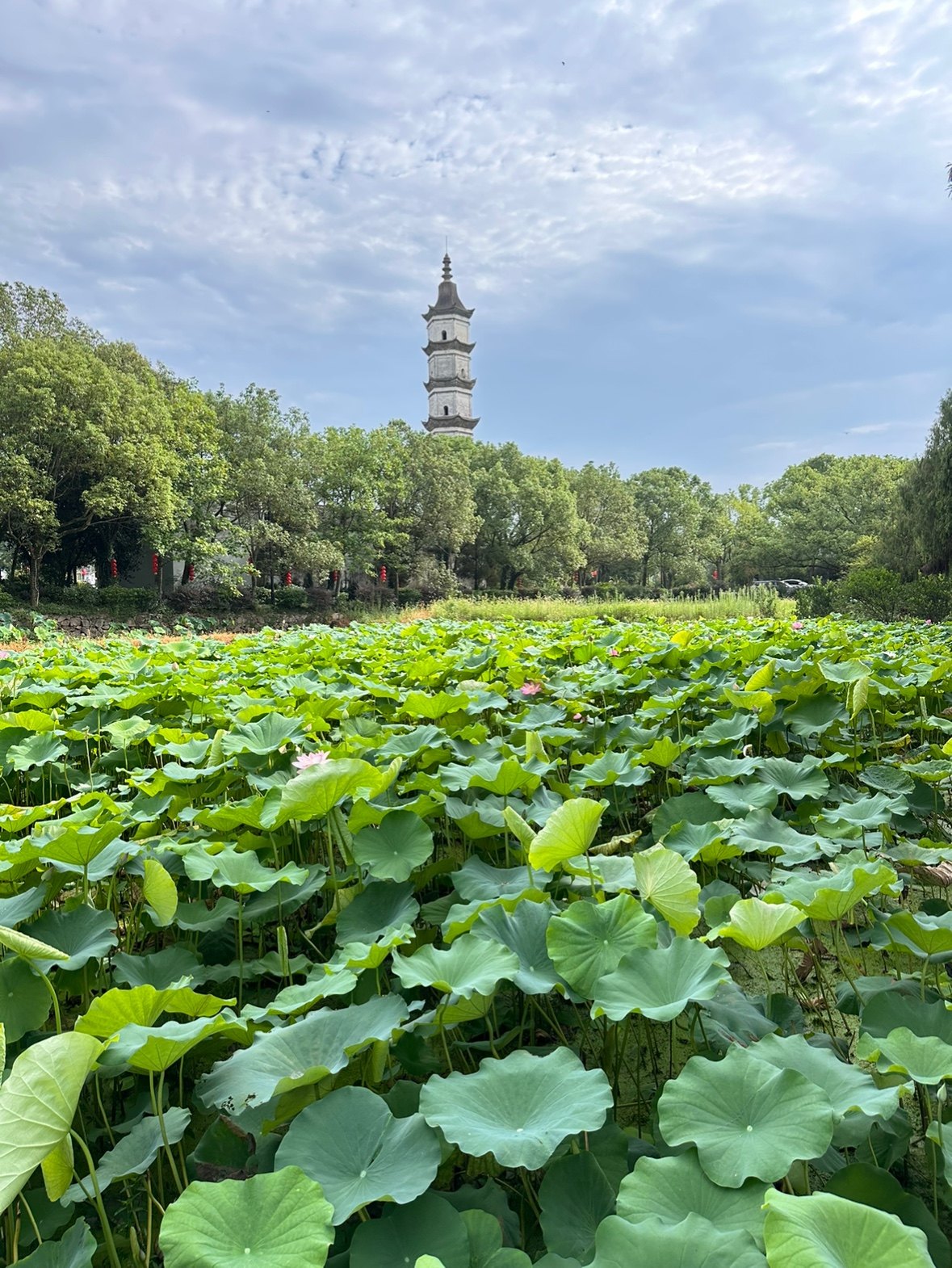 寻耕莲业建德新叶