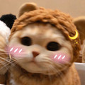 小馋猫的店铺8