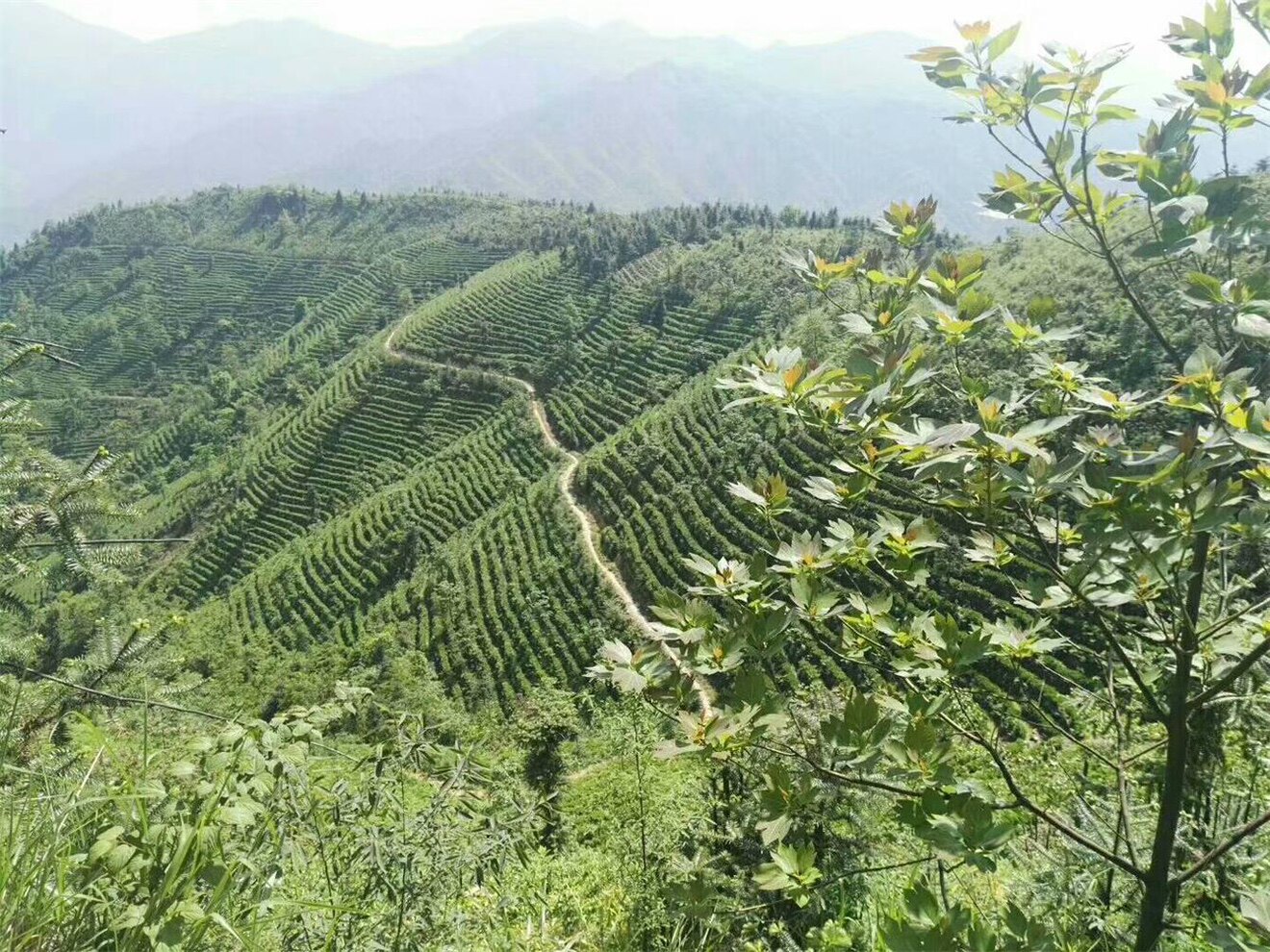 莽仙沁高山云雾茶