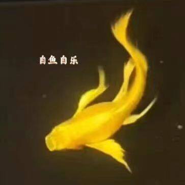 自鱼自乐 养鱼人