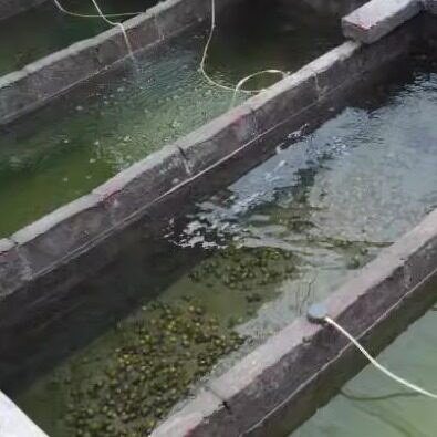 菀南活体养殖