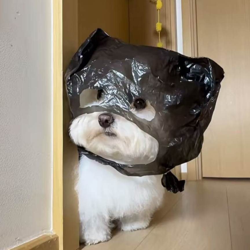 小狗多多百宝铺