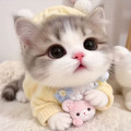 猫咪森林家