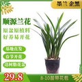 顺源兰花