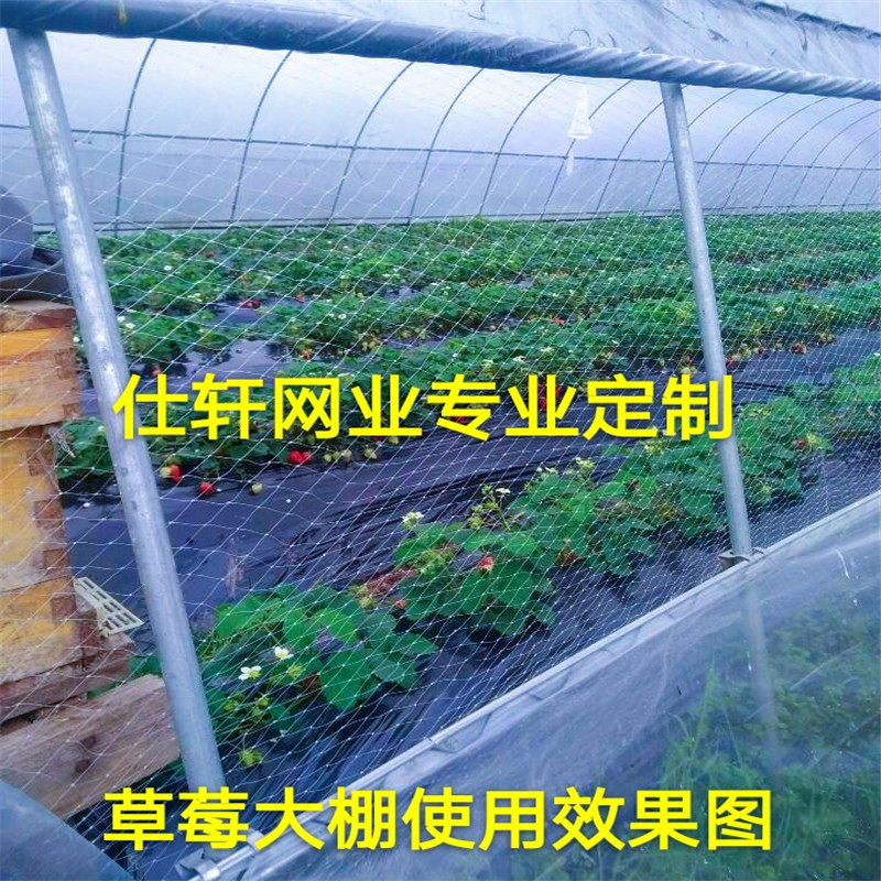 仕轩渔网防鸟网