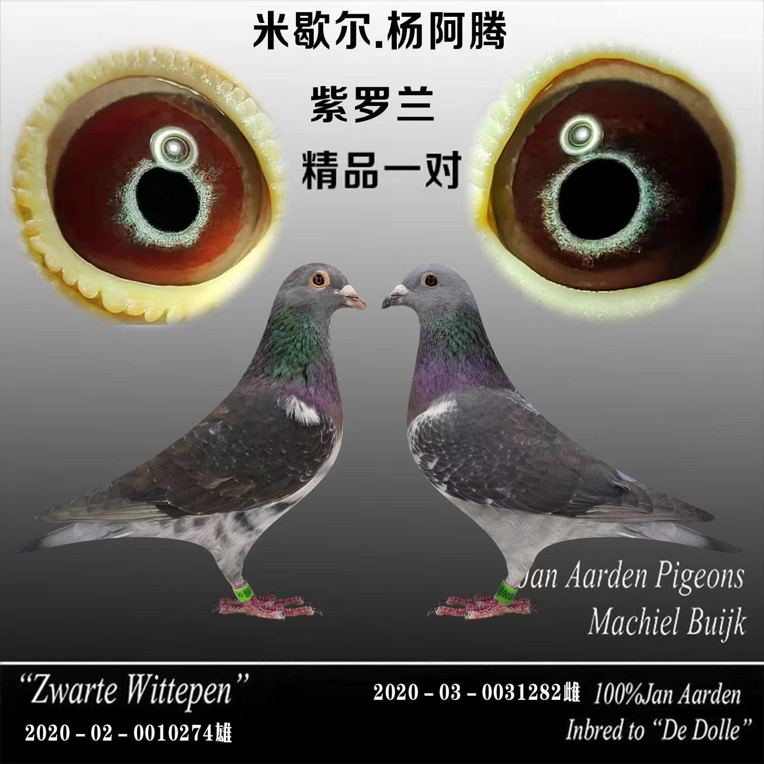 百鸽园1号展厅