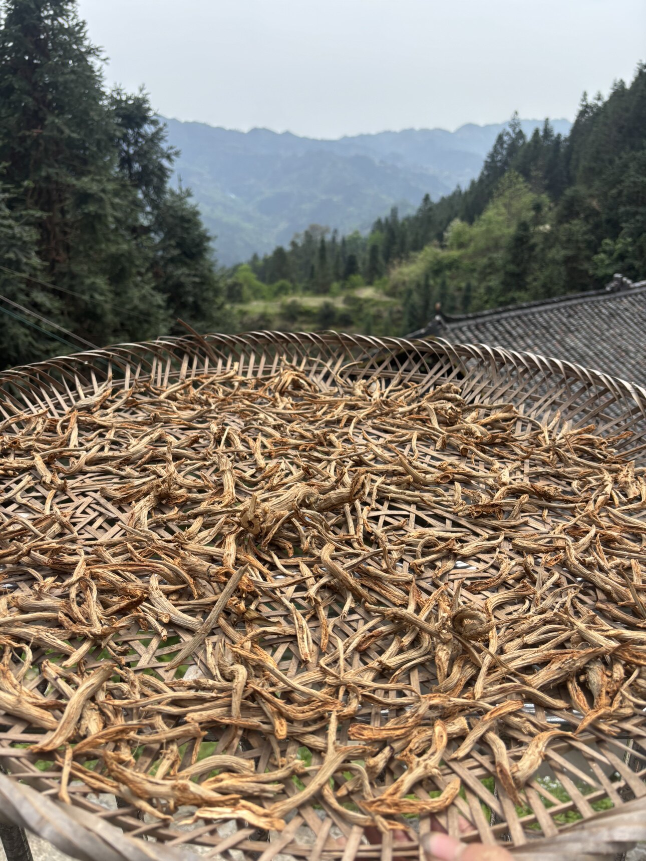 贵州深山野生中草药