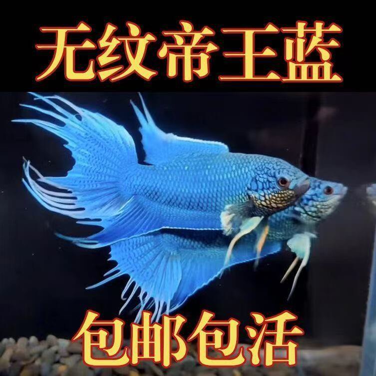 水富贵鱼场